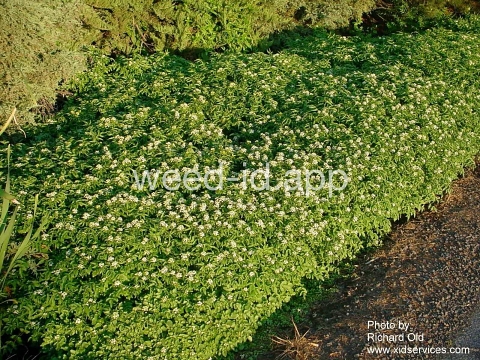 watercress